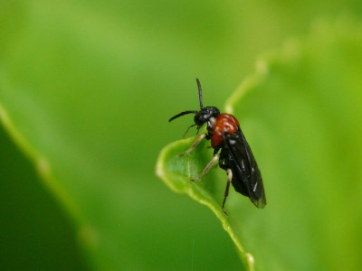 Eutomostethus ephippium