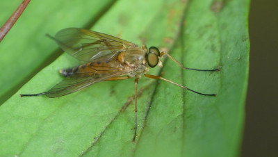 Gele snipvlieg