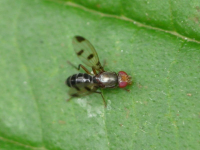 Geomyza tripunctata