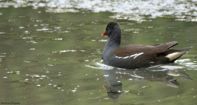 Waterhoen   Onderste Caumer Heerlen  30 april '21