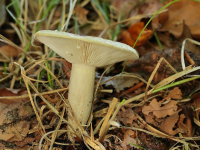 GrijsgroeneMelkzwam-014592.JPG