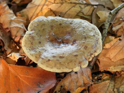 GrijsgroeneMelkzwam-014599.JPG