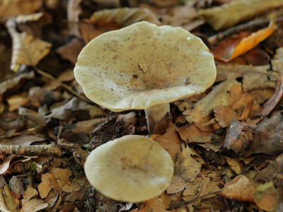 GrijsgroeneMelkzwam-014600.JPG