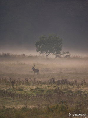 Edelhert gevecht in de mist