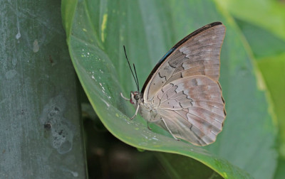 20150401_146-Archaeoprepona demophon  Butterflies Universal Sharing  Butterflying Around the World.jpg