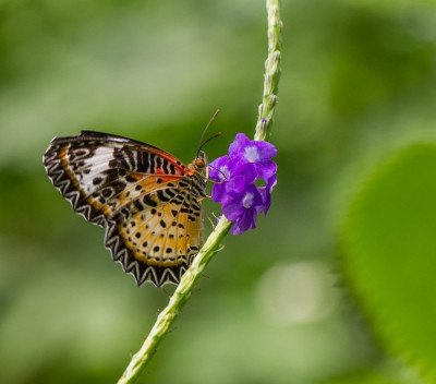 ADH_0407  Cethosia penthesilea  Butterflying Around the World  Butterflies Universal Sharing.jpg
