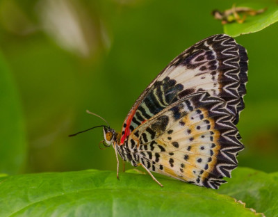 ADH_4414  Butterfly, Bee & Dragonfly  Butterflying Around the World.jpg