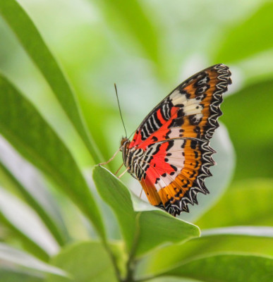 Cethosia penthesilea,  Butterflying Around the World,  Butterflies Universal Sharing.jpg