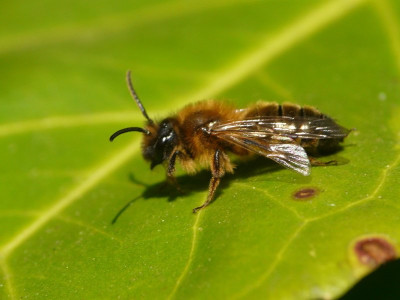Zwartbronzen zandbij