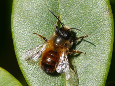 Rosse metselbij