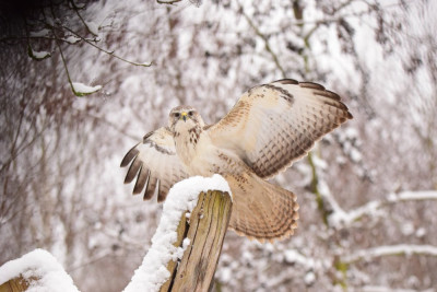 buizerd (Buteo buteo) (2).JPG