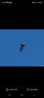 Gewone dwergvleermuis in vlucht