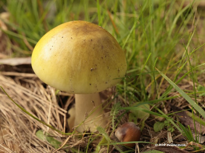 GroeneKnol-015030.JPG