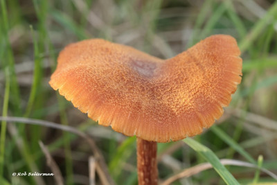 GeschubdeFopzwam-014901.JPG