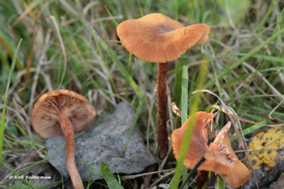 GeschubdeFopzwam-014906.JPG