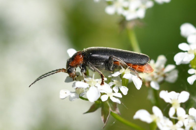 Zwartpootsoldaatje