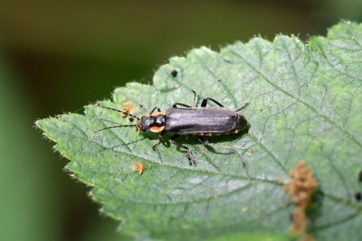 Cantharis obscura/paradoxa