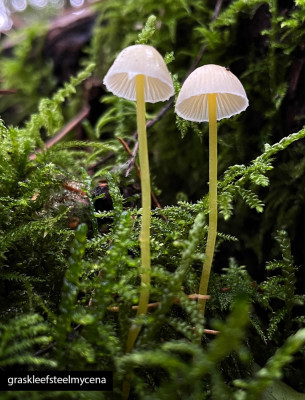 graskleefsteelmycena.jpg