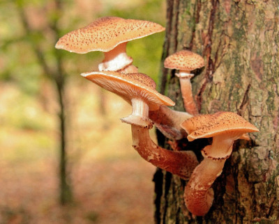 20131020_109a.jpg