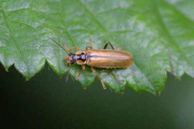 Cantharis decipiens