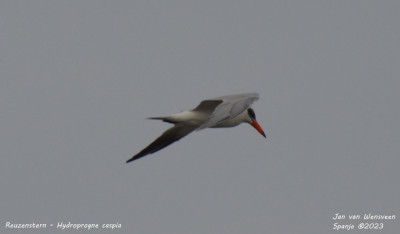 Reuzenstern - Hydroprogne caspia - Spanje - Laguna de la Tancada