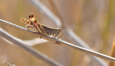 DSC_7497sized_DSC_7497.JPG