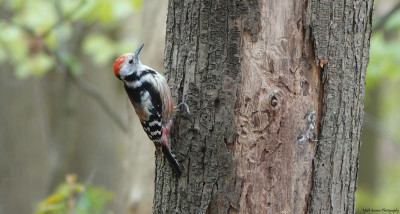 Middelste Bonte Specht(Middle Spotted).......Heerlen  3 Mei '21.