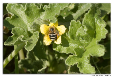 Amegilla quadrifasciata 230923-3 kopie.jpg