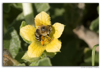 Amegilla quadrifasciata 230923-2 kopie.jpg