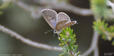 Klein tijgerblauwtje - Leptotes pirithous - Bitem - Spanje