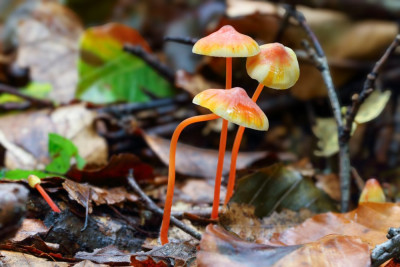 IMG_1172 Prachtmycena 2048.jpg