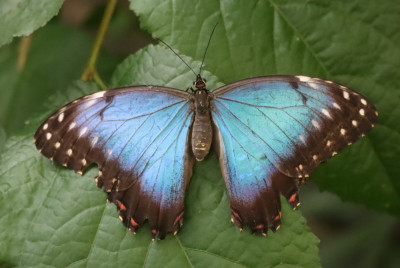 IMG_4478b Blauwe morpho (Morpho peleides).JPG