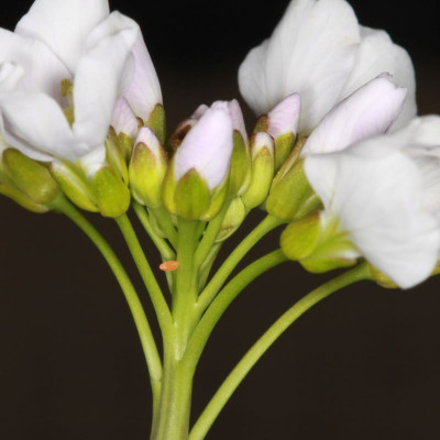 Eitje op Pinksterbloem.