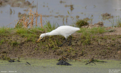 Koereiger - Bubulcus ibis - Camarles -Spanje