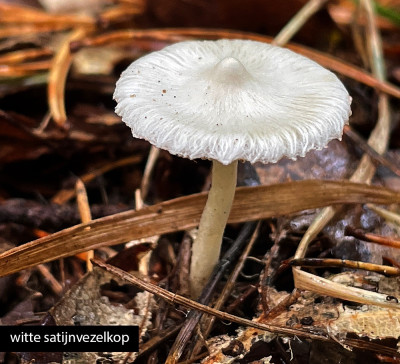 witte satijnvezelkop.jpg