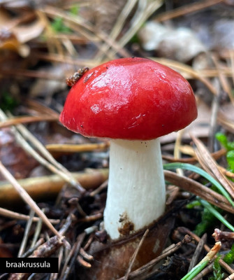 braakrussula.jpg