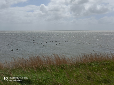 Eidereenden op het Wad