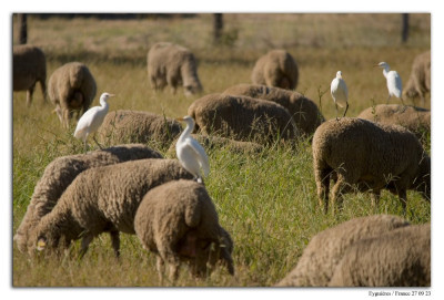 Koereiger 230927-03 kopie.jpg