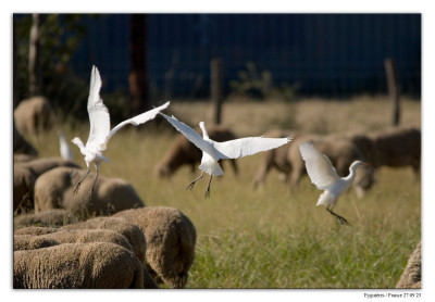 Koereiger 230927-02 kopie.jpg