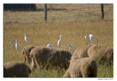 Koereiger 230927-06 kopie.jpg