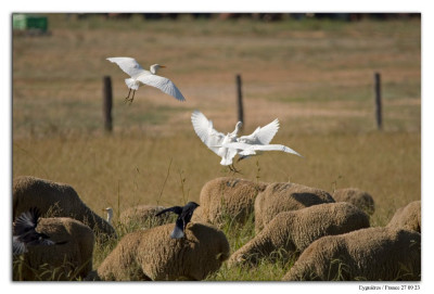 Koereiger 230927-05 kopie.jpg