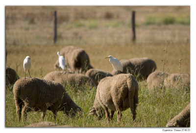 Koereiger 230927-04 kopie.jpg