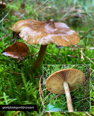 geelplaatgordijnzwam.jpg