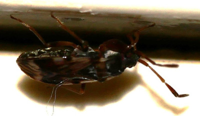 P1000569 kopie - kopie.JPG