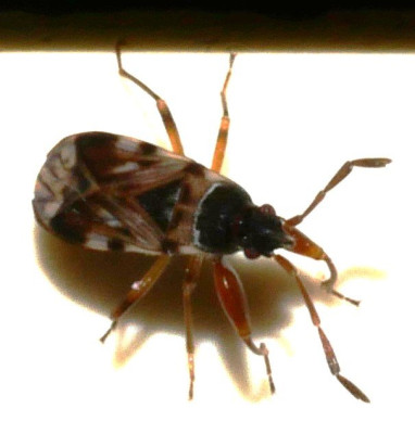 P1000571 kopie.JPG