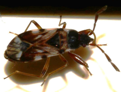 P1000573 kopie 3.JPG