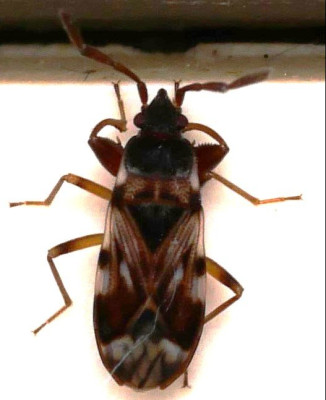 P1000579 kopie 2 - kopie.JPG