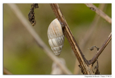 Zebrina detrita 230917-1 kopie.jpg
