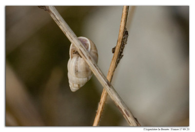 Zebrina detrita 230917-2 kopie.jpg