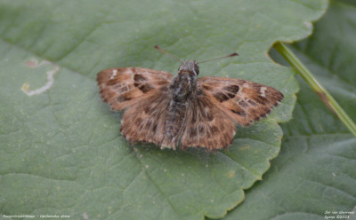 Kaasjeskruiddikkopje - Carcharodus alceae - L'Aldea - Spanje